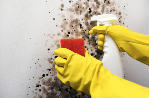 Best Black Mold Removal  in La Vale, MD