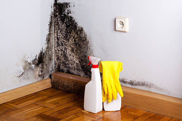 Best Local Mold Removal Service  in La Vale, MD