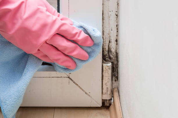 Best Office Mold Removal Services  in La Vale, MD