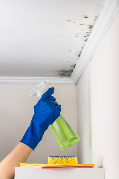 Best Affordable Mold Removal  in La Vale, MD